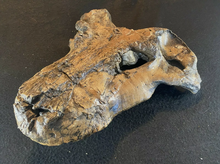 Cargar imagen en el visor de la galería, Gorgonopsid mammal-like reptile - Replica Skull - education zoology paleontology
