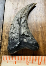 Laden Sie das Bild in den Galerie-Viewer, Utahraptor Claw Dinosaur Dromaeosauridae Raptor claw cast replica