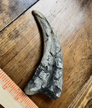 Laden Sie das Bild in den Galerie-Viewer, Utahraptor Claw Dinosaur Dromaeosauridae Raptor claw cast replica