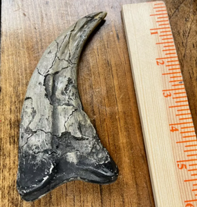 Utahraptor Claw Dinosaur Dromaeosauridae Raptor claw cast replica