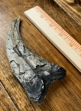 Charger l&#39;image dans la galerie, Utahraptor Claw Dinosaur Dromaeosauridae Raptor claw cast replica