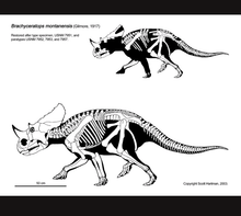 Laden Sie das Bild in den Galerie-Viewer, Brachyceratops Fossil Dinosaur skull cast replica