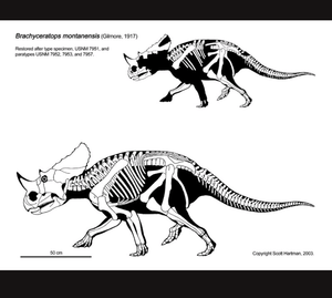 Brachyceratops Fossil Dinosaur skull cast replica