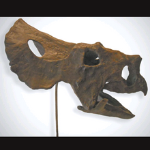 Load image into Gallery viewer, Brachyceratops Fossil Dinosaur skull cast replica