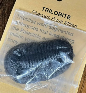 Trilobite cast replica Phacops rana TMF Trilobite #4