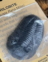 Cargar imagen en el visor de la galería, Trilobite cast replica Phacops rana TMF Trilobite #4