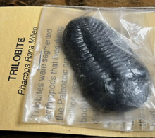 Laden Sie das Bild in den Galerie-Viewer, Trilobite cast replica Phacops rana TMF Trilobite #4