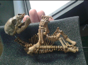 Cave Bear Fetal Skeleton