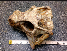 Laden Sie das Bild in den Galerie-Viewer, Psittacosaur Skull Cast Replica Dinosaur Reproduction Dinosaur
