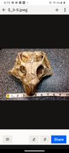 Charger l&#39;image dans la galerie, Psittacosaur Skull Cast Replica Dinosaur Reproduction Dinosaur