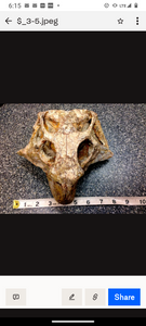 Psittacosaur Skull Cast Replica Dinosaur Reproduction Dinosaur