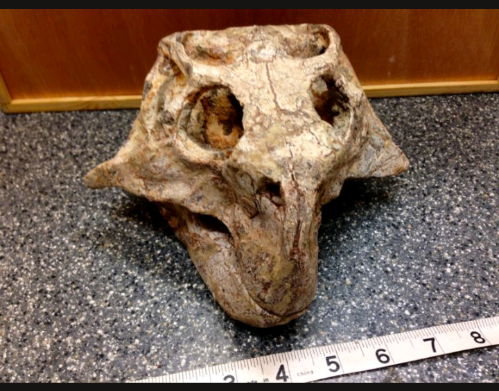 Psittacosaur Skull Cast Replica Dinosaur Reproduction Dinosaur