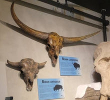 Laden Sie das Bild in den Galerie-Viewer, Bison antiquus fossil skull cast replica #3