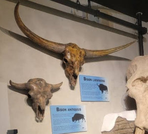 Bison antiquus fossil skull cast replica #3