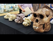 Laden Sie das Bild in den Galerie-Viewer, Gigantopithecus skull #2 Gigantopithecus blacki  Reconstruction