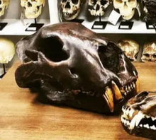 Laden Sie das Bild in den Galerie-Viewer, American Lion Skull Tapit Finish Cast Replica Reproduction (Updated 1/24)