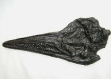 Load image into Gallery viewer, Replica Fossil Ichyosaurus communis skull Cast __inches long replica (TMF ICHTY 4)