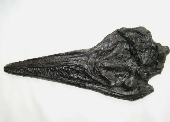 Replica Fossil Ichyosaurus communis skull Cast __inches long replica (TMF ICHTY 4)