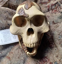 Charger l&#39;image dans la galerie, Lucy Australopithecus afarensis skull replica cast Light version Updated 2023