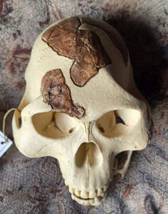 Lucy Australopithecus afarensis skull replica cast Light version Updated 2023
