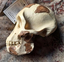 Laden Sie das Bild in den Galerie-Viewer, Lucy Australopithecus afarensis skull replica cast Light version Updated 2023