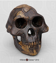 Charger l&#39;image dans la galerie, Lucy Australopithecus afarensis skull replica cast Light version Updated 2023