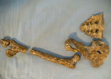 Cargar imagen en el visor de la galería, Lucy Pelvis Australopithecus afarensis pelvis hips cast replica Price Updated 2023