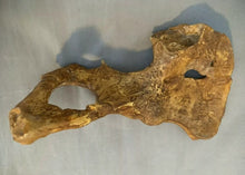 Cargar imagen en el visor de la galería, Lucy Pelvis Australopithecus afarensis pelvis hips cast replica Price Updated 2023