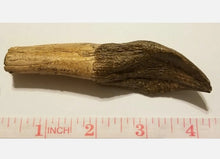 Load image into Gallery viewer, Camarasaurus Tooth Fossil Cast Replica Dinosaur Tooth #1