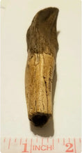 Load image into Gallery viewer, Camarasaurus Tooth Fossil Cast Replica Dinosaur Tooth #1