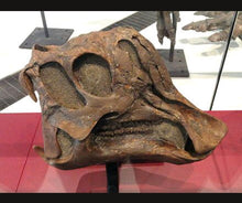 Laden Sie das Bild in den Galerie-Viewer, Lambeosaurus dinosaur skull cast replica