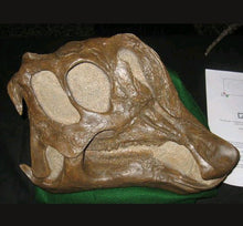 Charger l&#39;image dans la galerie, Lambeosaurus dinosaur skull cast replica