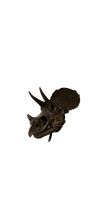 Load image into Gallery viewer, Triceratops skull cast replica reproduction for sale
