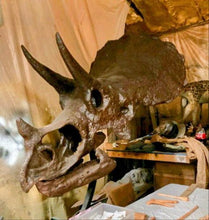 Load image into Gallery viewer, Triceratops skull cast replica reproduction for sale