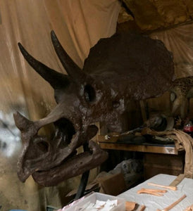 Triceratops skull cast replica reproduction for sale