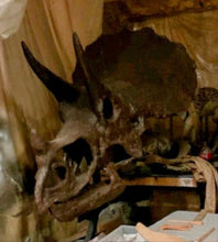 Laden Sie das Bild in den Galerie-Viewer, Triceratops skull cast replica reproduction for sale