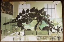 Load image into Gallery viewer, Stegosaurus Skeleton cast replica #2 AMNH