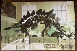 Stegosaurus Skeleton cast replica #2 AMNH