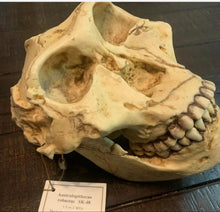 Cargar imagen en el visor de la galería, SK-48 Hominid skull cast replica
