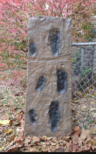 Laetoli Hominid Footprint tracks (4 tracks) impression casts