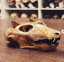 Laden Sie das Bild in den Galerie-Viewer, Cynodont - Probainognathus jenseni Skull cast replica