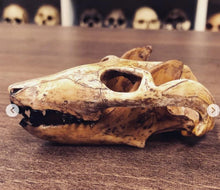 Load image into Gallery viewer, Cynodont - Probainognathus jenseni Skull cast replica