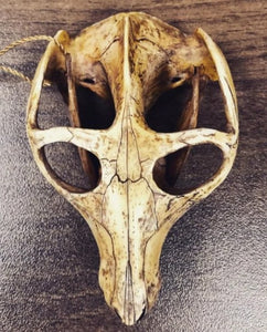 Cynodont - Probainognathus jenseni Skull cast replica