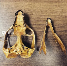 Charger l&#39;image dans la galerie, Cynodont - Probainognathus jenseni Skull cast replica
