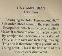Cargar imagen en el visor de la galería, Tersomius non Dinosaur Fossil Cast Tiny Amphibian dinosaur Tersomius   skull fossil cast replica reproduction
