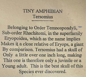 Tersomius non Dinosaur Fossil Cast Tiny Amphibian dinosaur Tersomius   skull fossil cast replica reproduction