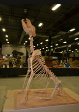 Laden Sie das Bild in den Galerie-Viewer, Pleistocene Wolf Skeleton cast replica cast replica reproduction Fossils