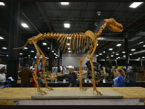 Pleistocene Wolf Skeleton cast replica cast replica reproduction Fossils