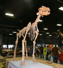 Cargar imagen en el visor de la galería, Pleistocene Wolf Skeleton cast replica cast replica reproduction Fossils