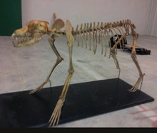 Cargar imagen en el visor de la galería, Pleistocene Wolf Skeleton cast replica cast replica reproduction Fossils